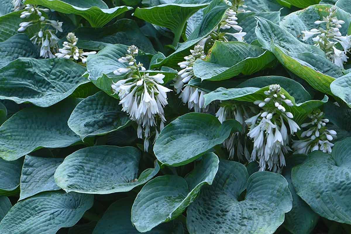 hostas