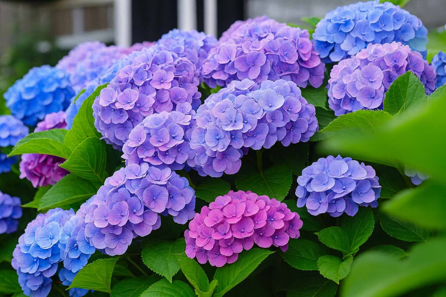 hydrangeas